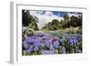 Trebah Garden Hydrangeas Summer-null-Framed Photographic Print