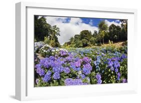 Trebah Garden Hydrangeas Summer-null-Framed Photographic Print