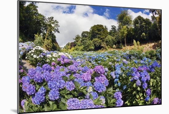 Trebah Garden Hydrangeas Summer-null-Mounted Photographic Print