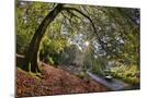 Wood Mount