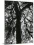 Tree, 1957-Brett Weston-Mounted Photographic Print