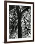 Tree, 1957-Brett Weston-Framed Photographic Print