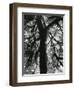 Tree, 1957-Brett Weston-Framed Premium Photographic Print