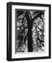 Tree, 1957-Brett Weston-Framed Premium Photographic Print