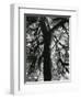 Tree, 1957-Brett Weston-Framed Premium Photographic Print