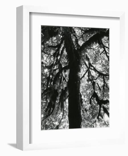 Tree, 1957-Brett Weston-Framed Photographic Print