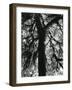 Tree, 1957-Brett Weston-Framed Photographic Print