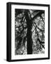 Tree, 1957-Brett Weston-Framed Photographic Print