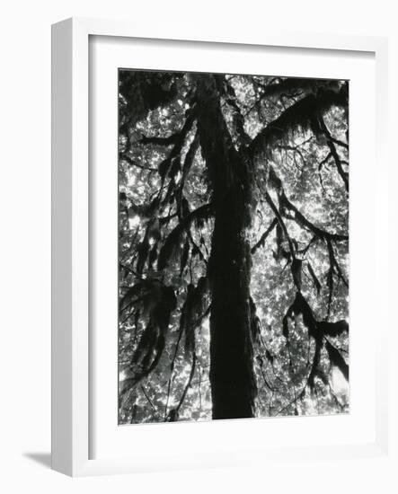 Tree, 1957-Brett Weston-Framed Photographic Print