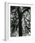 Tree, 1957-Brett Weston-Framed Photographic Print