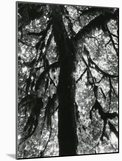 Tree, 1957-Brett Weston-Mounted Photographic Print