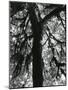 Tree, 1957-Brett Weston-Mounted Photographic Print