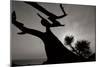 Tree 1-Lee Peterson-Mounted Photographic Print