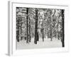 Tree 2-Lee Peterson-Framed Photographic Print