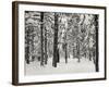 Tree 2-Lee Peterson-Framed Photographic Print