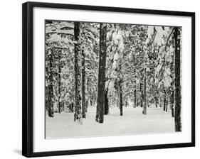 Tree 2-Lee Peterson-Framed Photographic Print