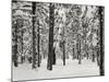 Tree 2-Lee Peterson-Mounted Photographic Print