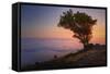 Tree Above the Fog at Sunset, Marin County California-Vincent James-Framed Stretched Canvas