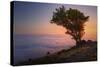 Tree Above the Fog at Sunset, Marin County California-Vincent James-Stretched Canvas