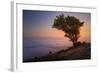 Tree Above the Fog at Sunset, Marin County California-Vincent James-Framed Photographic Print