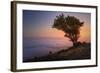 Tree Above the Fog at Sunset, Marin County California-Vincent James-Framed Photographic Print