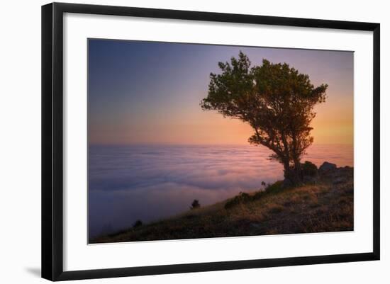 Tree Above the Fog at Sunset, Marin County California-Vincent James-Framed Photographic Print