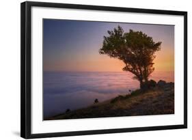 Tree Above the Fog at Sunset, Marin County California-Vincent James-Framed Photographic Print