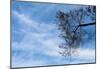 Tree Against a Blue Sky-null-Mounted Poster