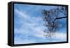 Tree Against a Blue Sky-null-Framed Stretched Canvas