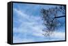 Tree Against a Blue Sky-null-Framed Stretched Canvas