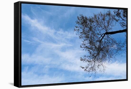 Tree Against a Blue Sky-null-Framed Stretched Canvas