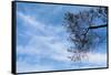 Tree Against a Blue Sky-null-Framed Stretched Canvas