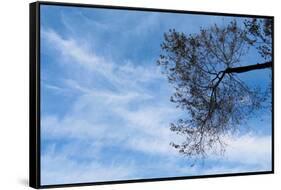 Tree Against a Blue Sky-null-Framed Stretched Canvas