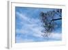 Tree Against a Blue Sky-null-Framed Photo