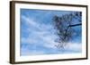 Tree Against a Blue Sky-null-Framed Photo