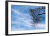 Tree Against a Blue Sky-null-Framed Photo