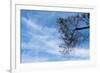 Tree Against a Blue Sky-null-Framed Photo