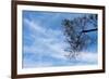 Tree Against a Blue Sky-null-Framed Photo