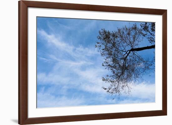 Tree Against a Blue Sky-null-Framed Photo