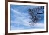 Tree Against a Blue Sky-null-Framed Photo