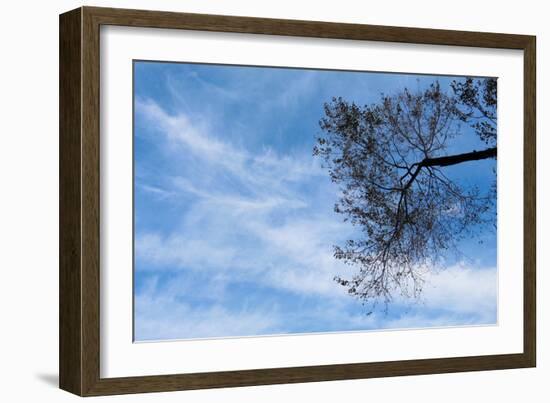 Tree Against a Blue Sky-null-Framed Photo