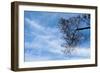 Tree Against a Blue Sky-null-Framed Photo