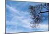 Tree Against a Blue Sky-null-Mounted Photo