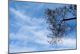 Tree Against a Blue Sky-null-Mounted Photo