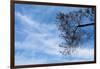 Tree Against a Blue Sky-null-Framed Photo