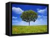 Tree Against Blue Sky-Lew Robertson-Framed Stretched Canvas