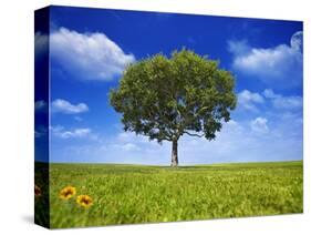 Tree Against Blue Sky-Lew Robertson-Stretched Canvas