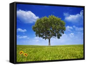 Tree Against Blue Sky-Lew Robertson-Framed Stretched Canvas