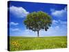 Tree Against Blue Sky-Lew Robertson-Stretched Canvas