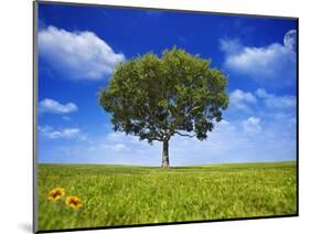 Tree Against Blue Sky-Lew Robertson-Mounted Photographic Print